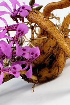 How to prepare a medicine from cyclamen