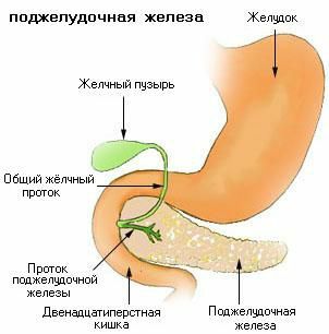 Anatomy of the organ