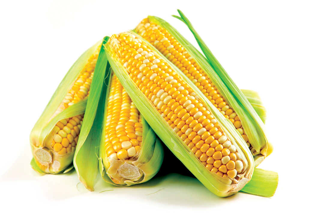 Corn: benefit and harm