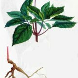 Korisna svojstva korijena ginsenga