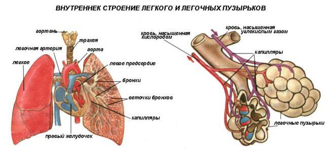 Anatomie en fysiologie van de longen