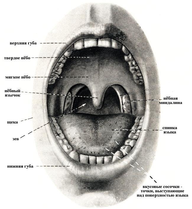 Cavidad oral y faringe