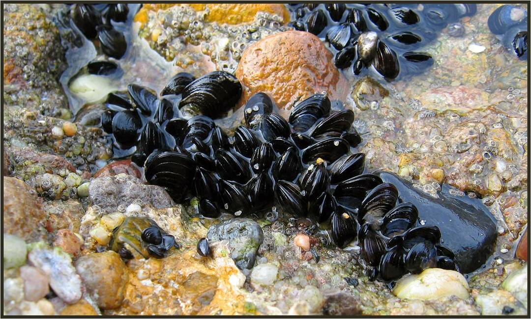 Mussels: benefit and harm