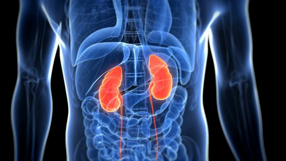 Why there is tuberculosis of the kidneys