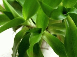 Plant gouden snor