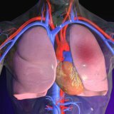 Thromboembolism of the pulmonary artery: clinic, diagnosis, treatment, prevention