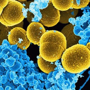 Staphylococcus bakterier
