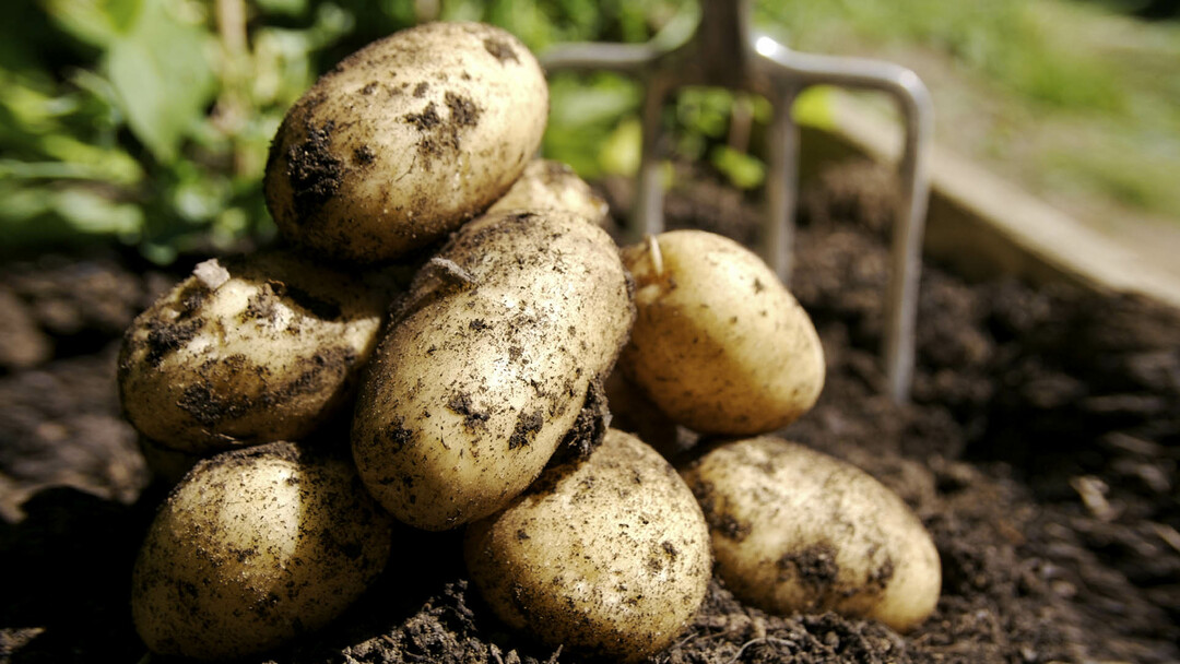 Krumpir: koristi i štete