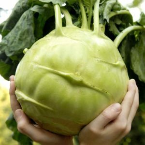 Cabbage-kohlrabi-pp-seeds