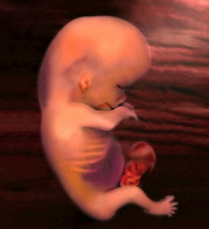11 Woche Schwangerschaftsfoto