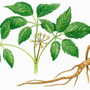 ginseng-roots