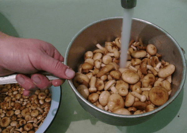 Przed gotowaniem dokładnie sprawdź grzyby, aby kilka trujących nie zgubiło się w większości jadalnych produktów.