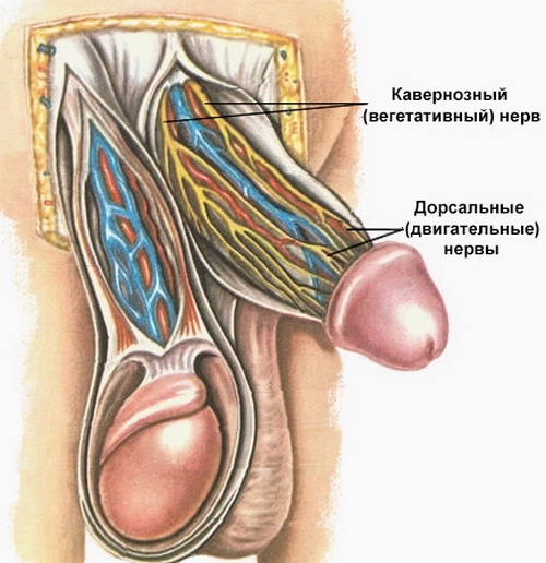 Details on denervation of the glans penis: indications, types of procedures and prognosis