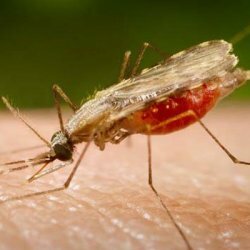 Malaaria: põhjused, sümptomid, haiguste ennetamine ja ravi