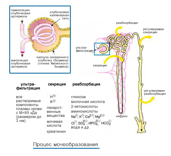 The mechanism of urine formation 0
