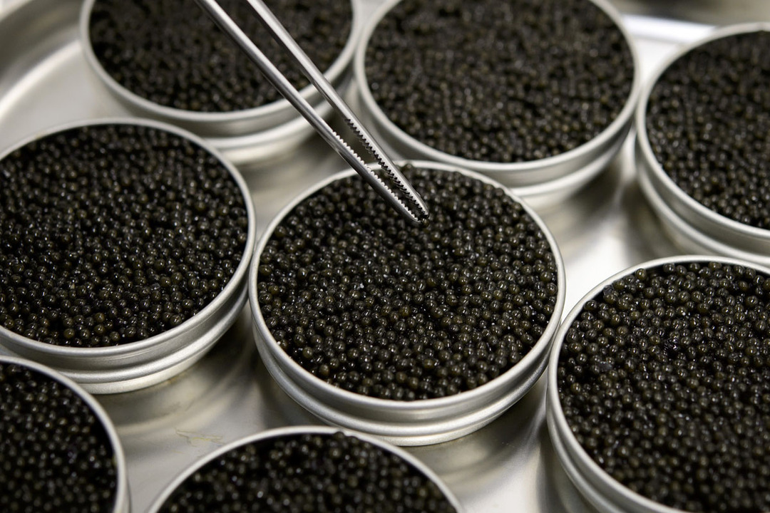 caviar noir: les avantages et les inconvénients, les règles de sélection