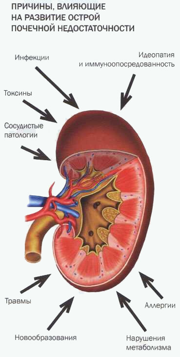 Kidney in section