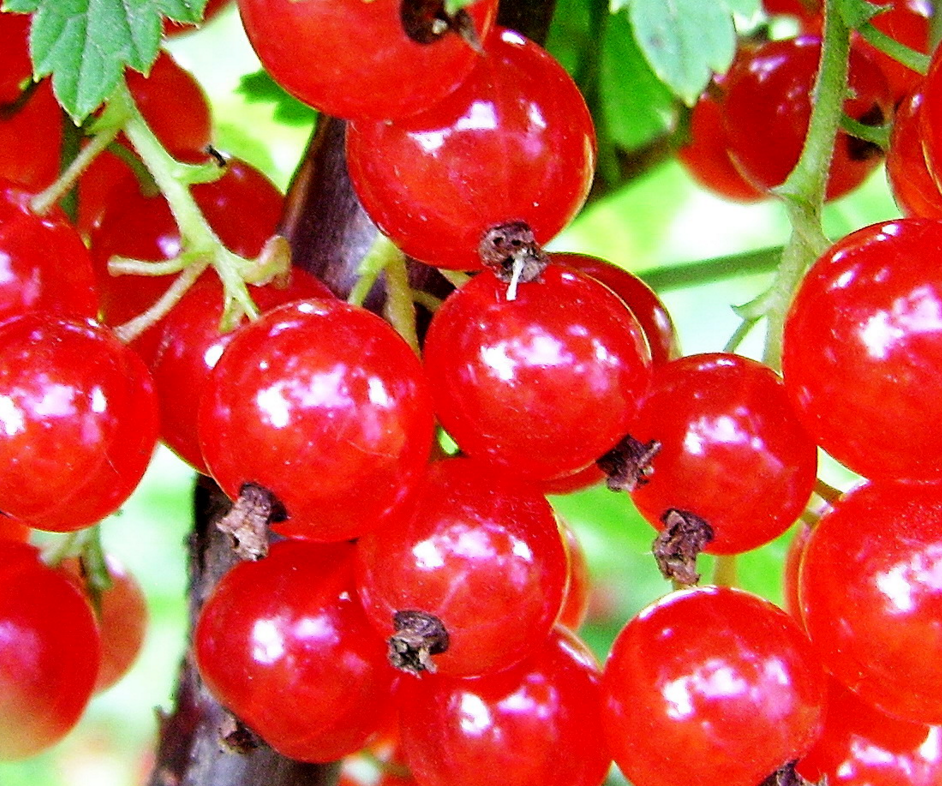 Benefits of red currants for the body