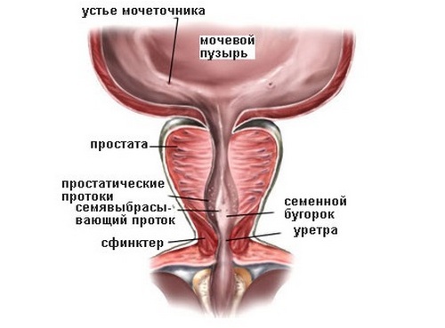 Location of the seminal tubercle in the genitourinary system
