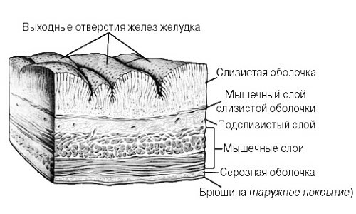 A parede do órgão digestivo principal