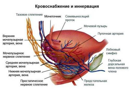 Scheme of blood supply to the prostate