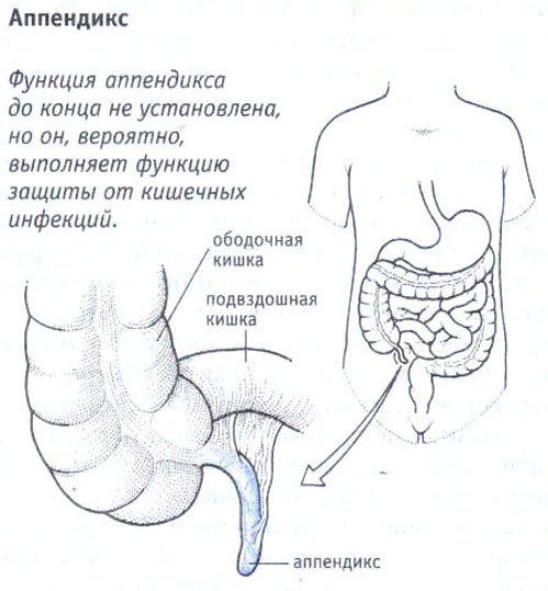 Appendicitis: Species, Symptoms and Diagnosis