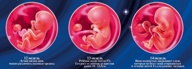 12 tjedana trudna: Što se događa s djetetom i majkom