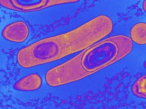 Bactéria Clostridium