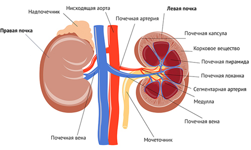 Scheme-building-kidney