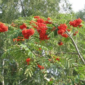 Red Rowanberry: Benefit and Harm