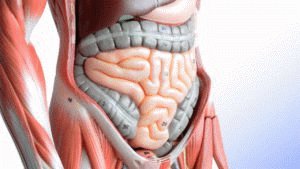 Intestino humano