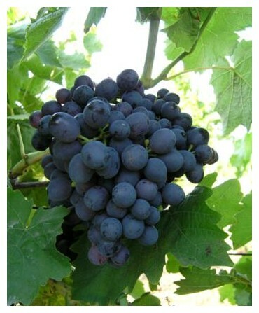 Black-grape_1