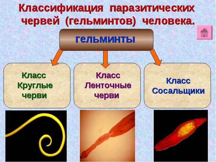 Classification of worms