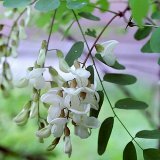 Acacia blanc comme plante médicinale