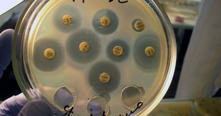 Petri dish for antibiotic sensitivity