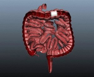 Intestino humano