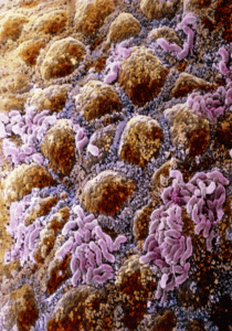 Microflora da mucosa humana