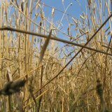 Gras von Weizen weichen Frühling, medizinische Eigenschaften