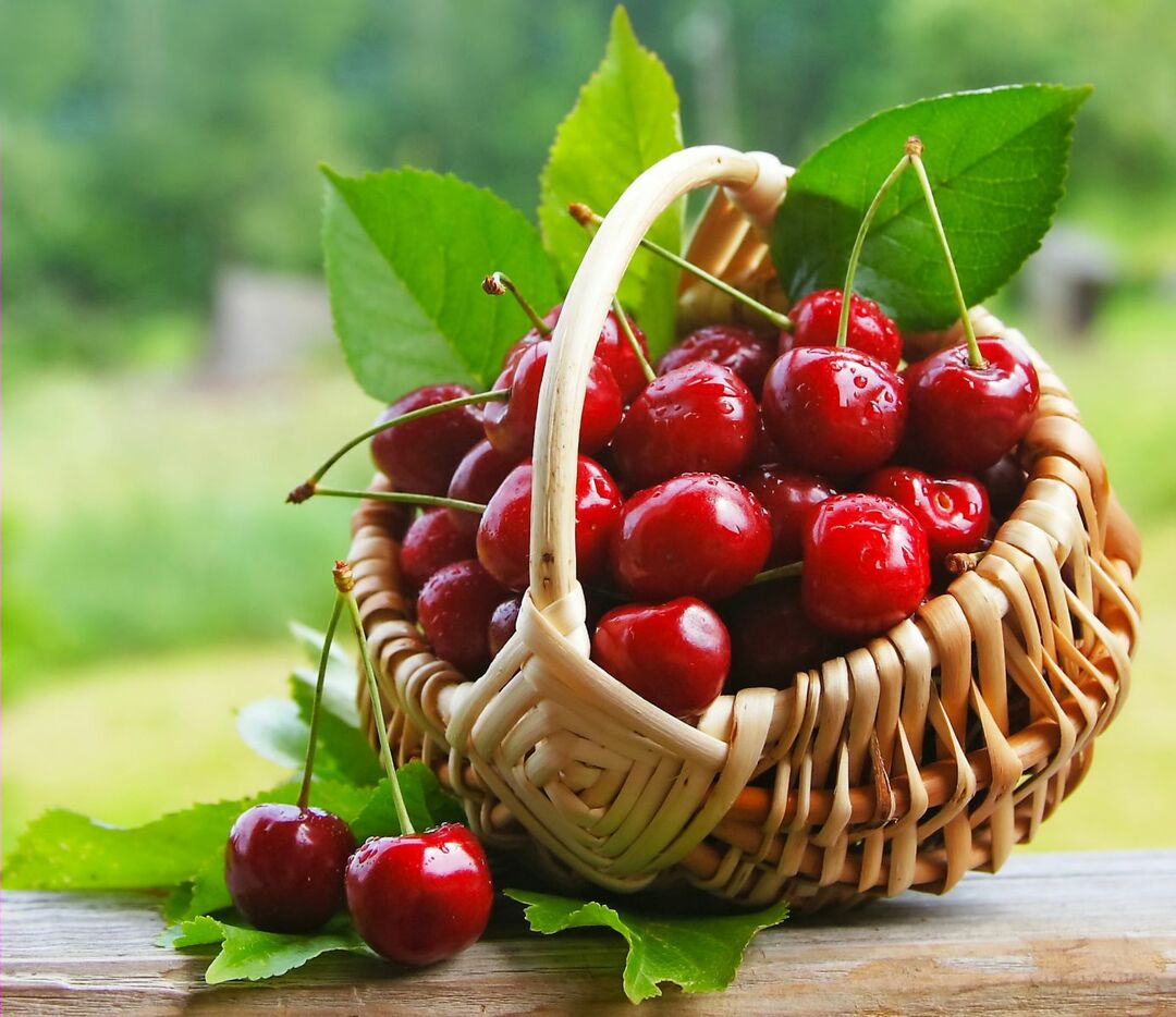 Cherry: benefit and harm