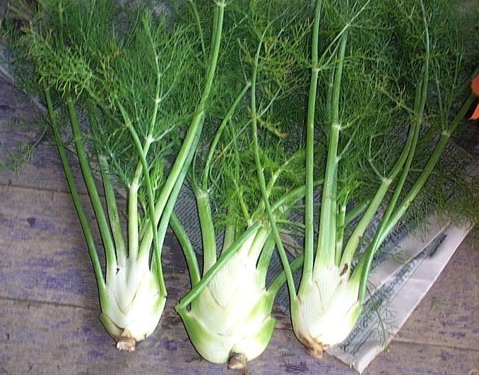 Possible harm from the use of fennel