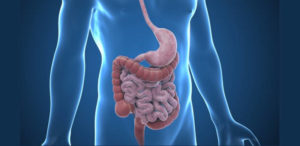 Sistema digestivo humano