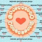 Vzhľad prvých zubov u detí