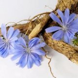 The use of chicory in diabetes