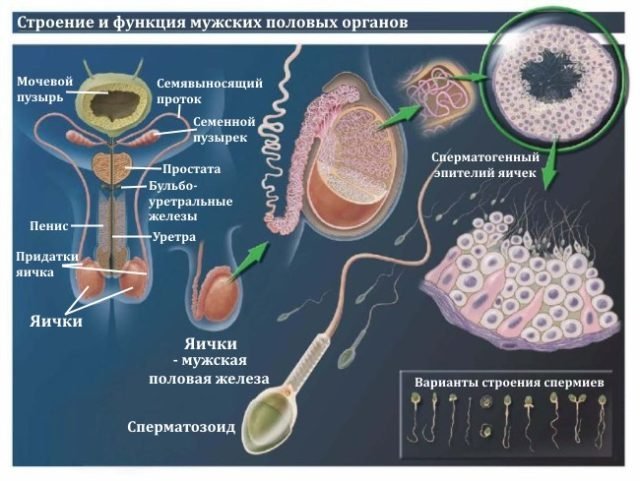 vīriešu reproduktīvās sistēmas uzbūve