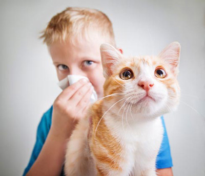 Allergiska reaktioner på katter