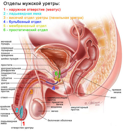 Preparation and conduct of urethroplasty in men