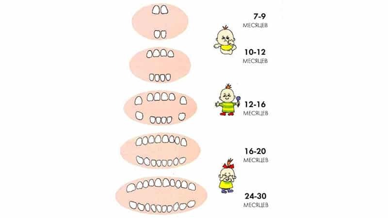 Kako rastejo zobe v shemi otroke