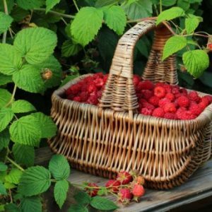The benefits of raspberries and possible contraindications