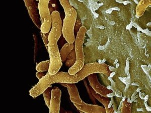 Helicobacter pylori-bacteriën
