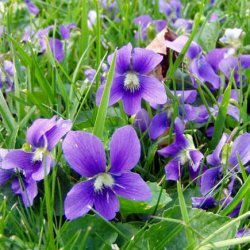 Violetes Feld und violettes Dreifarben: Beschreibung, Eigenschaften, Rezepte